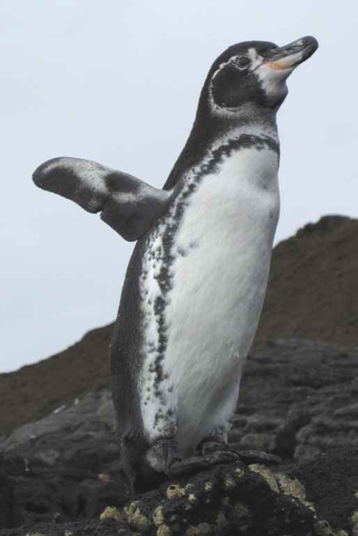 penguin